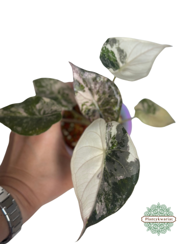 Alokazja (Alocasia) Wentii Albo Pink Variegata
