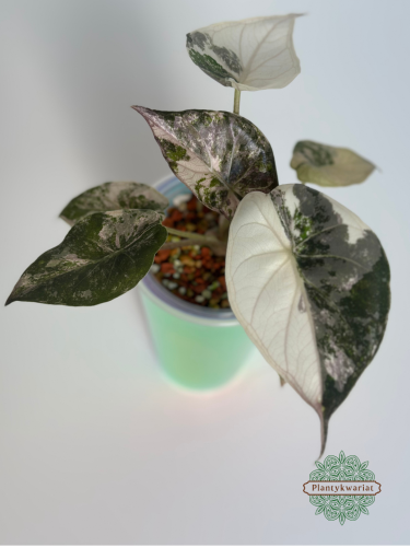 Alokazja (Alocasia) Wentii Albo Pink Variegata