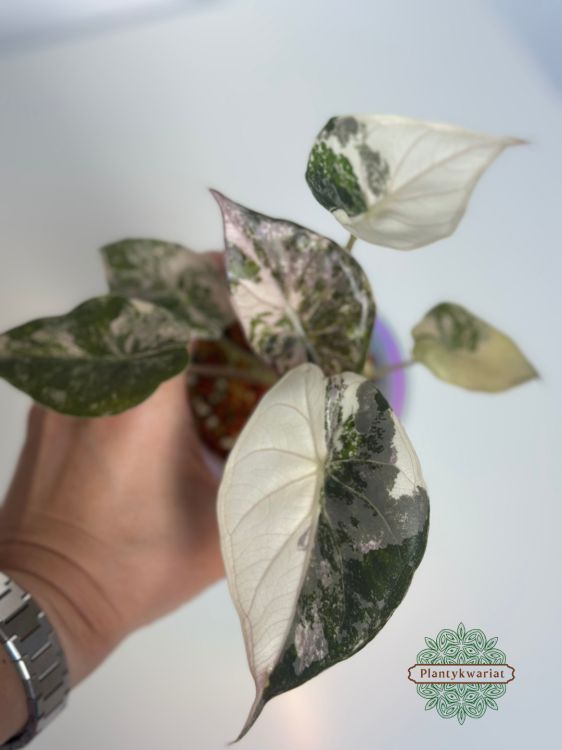 Alokazja (Alocasia) Wentii Albo Pink Variegata