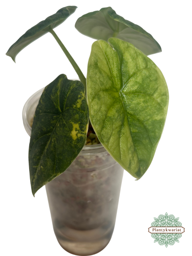 Alokazja (Alocasia) melo aurea variegata