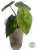 Alokazja (Alocasia) melo aurea variegata