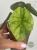 Alokazja (Alocasia) melo aurea variegata