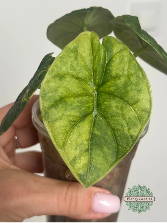 Alokazja (Alocasia) melo aurea variegata