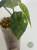 Alokazja (Alocasia) melo aurea variegata