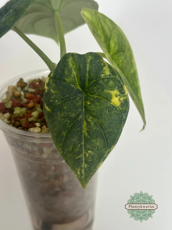 Alokazja (Alocasia) melo aurea variegata