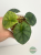 Alokazja (Alocasia) melo aurea variegata