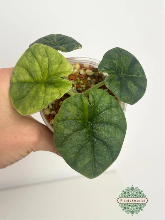 Alokazja (Alocasia) melo aurea variegata