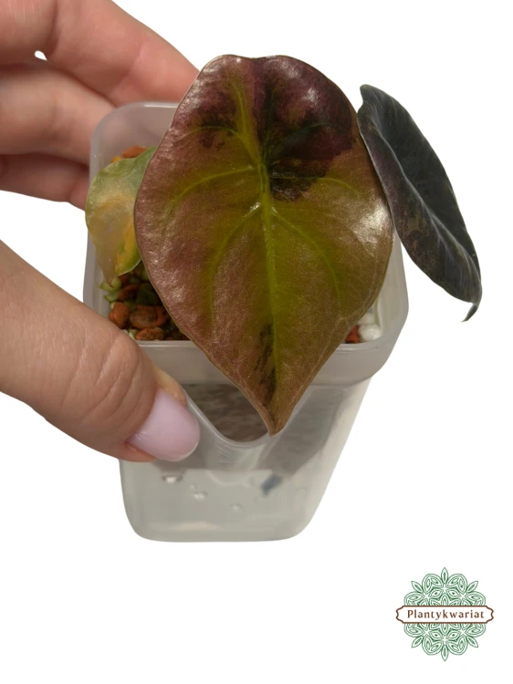 Alokazja (Alocasia) Cuprea Latte