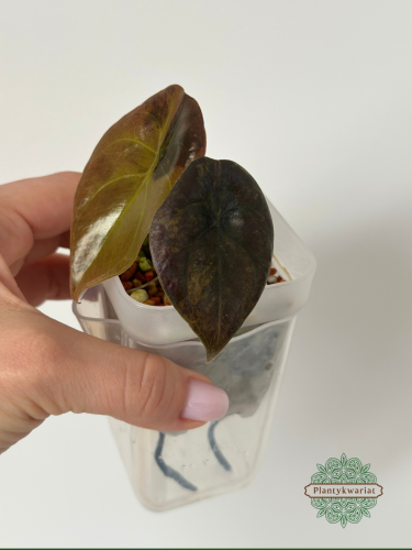 Alokazja (Alocasia) Cuprea Latte