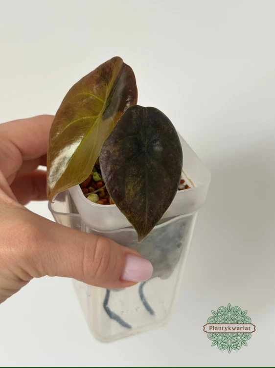 Alokazja (Alocasia) Cuprea Latte