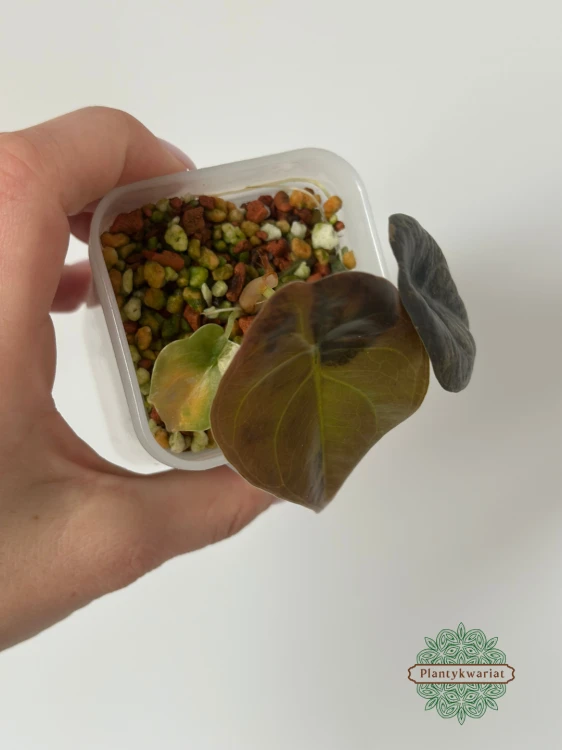 Alokazja (Alocasia) Cuprea Latte