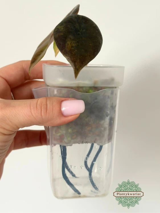 Alokazja (Alocasia) Cuprea Latte