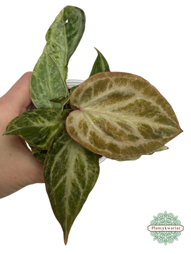 Anturium (Anthurium) Silver Blush Mint Variegata