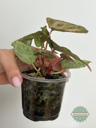 Anturium (Anthurium) Silver Blush Mint Variegata