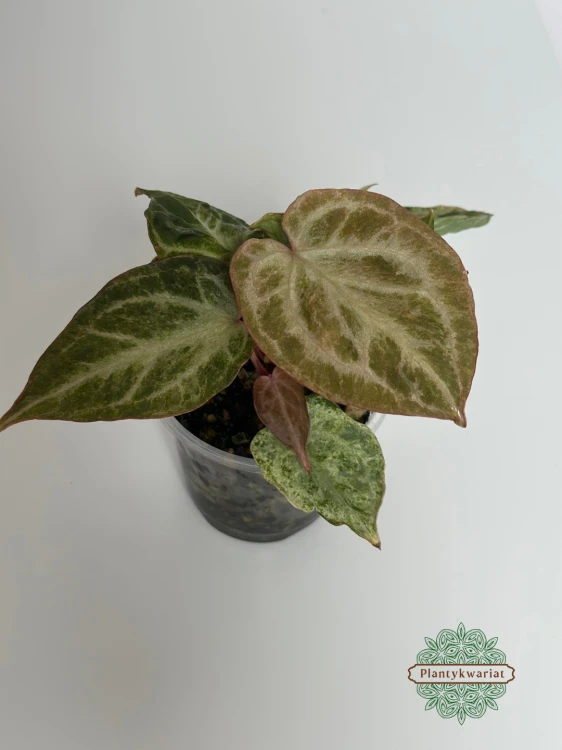 Anturium (Anthurium) Silver Blush Mint Variegata