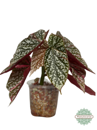 Begonia Snowcap Variegata