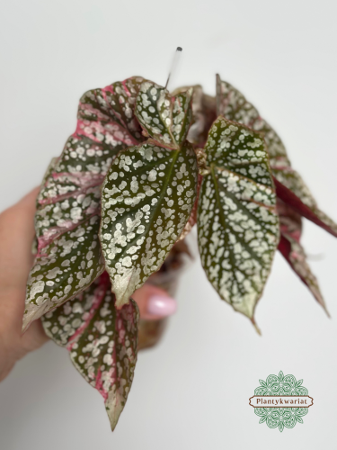 Begonia Snowcap Variegata