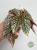 Begonia Snowcap Variegata