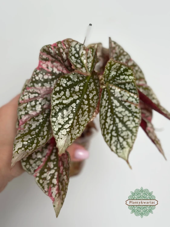 Begonia Snowcap Variegata