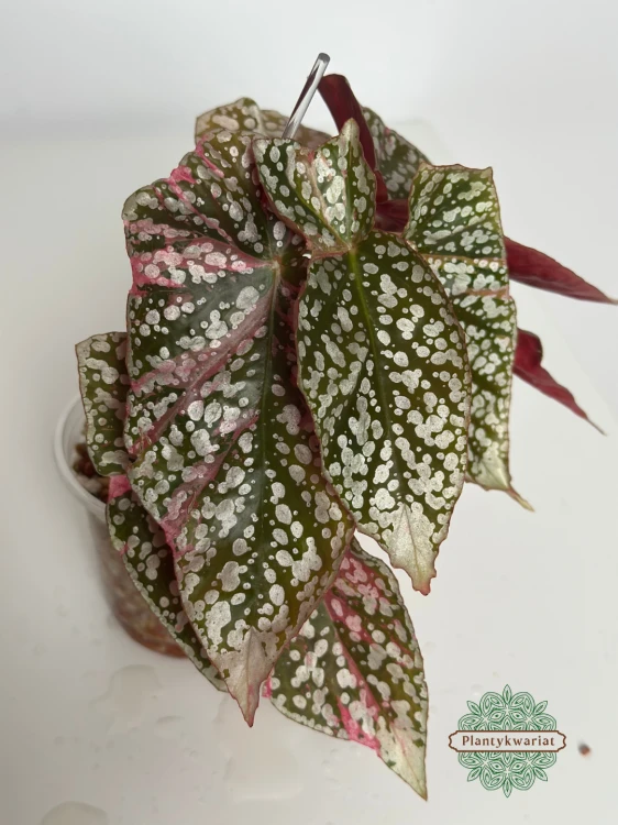 Begonia Snowcap Variegata