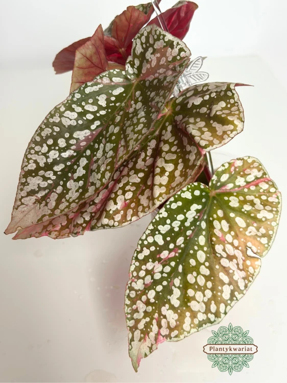 Begonia Snowcap Variegata