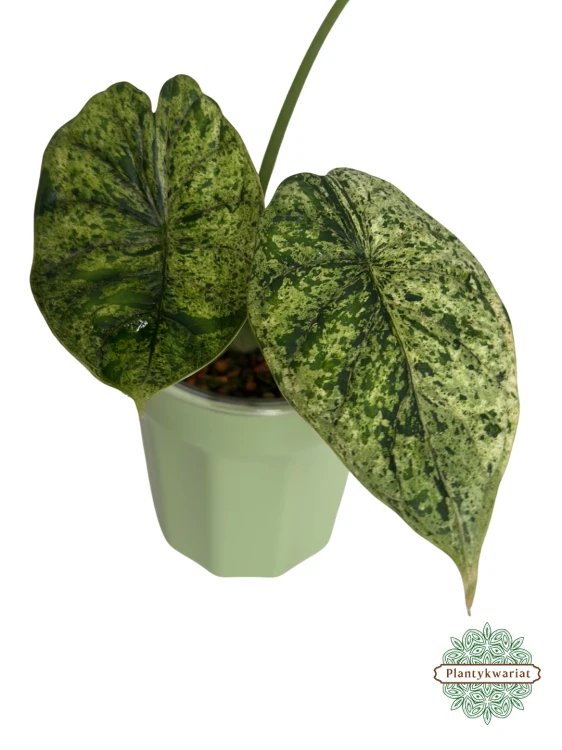 Alokazja (Alocasia) Dragon Scale Variegata Mint