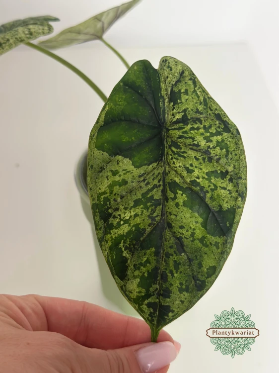 Alokazja (Alocasia) Dragon Scale Variegata Mint