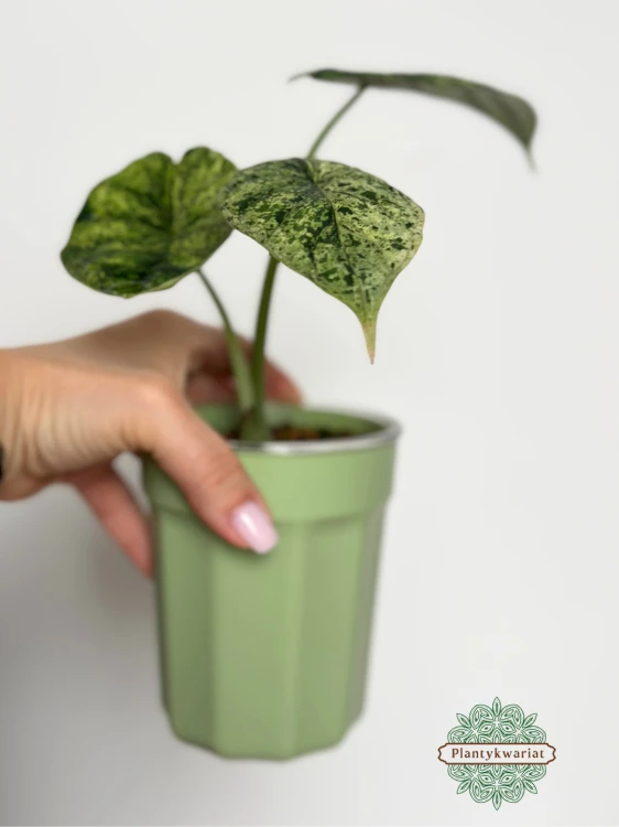 Alokazja (Alocasia) Dragon Scale Variegata Mint