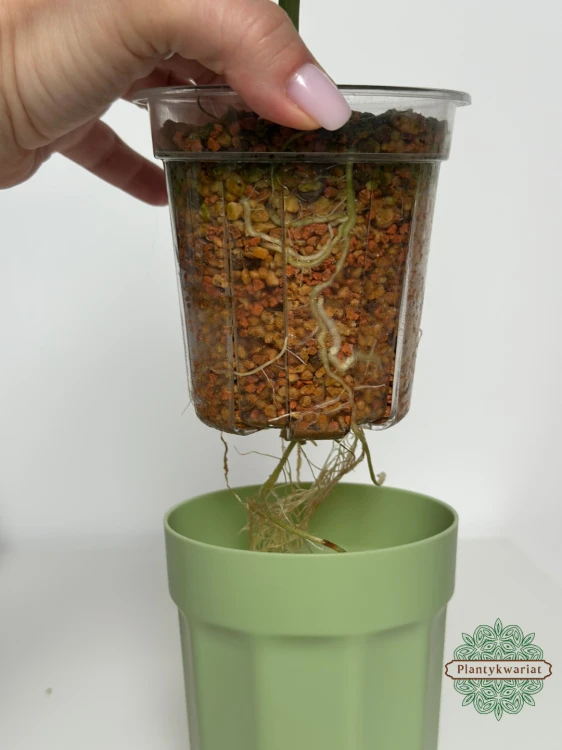 Alokazja (Alocasia) Dragon Scale Variegata Mint