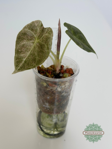 Alokazja (Alocasia) Golden Bone Pink Splash