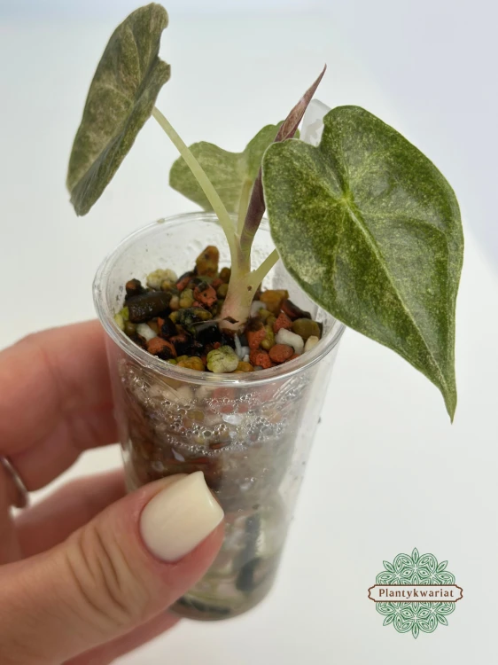 Alokazja (Alocasia) Golden Bone Pink Splash