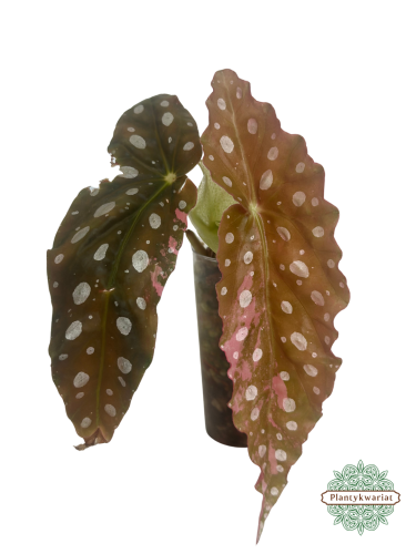 Begonia Maculata Pink Variegata