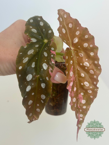 Begonia Maculata Pink Variegata