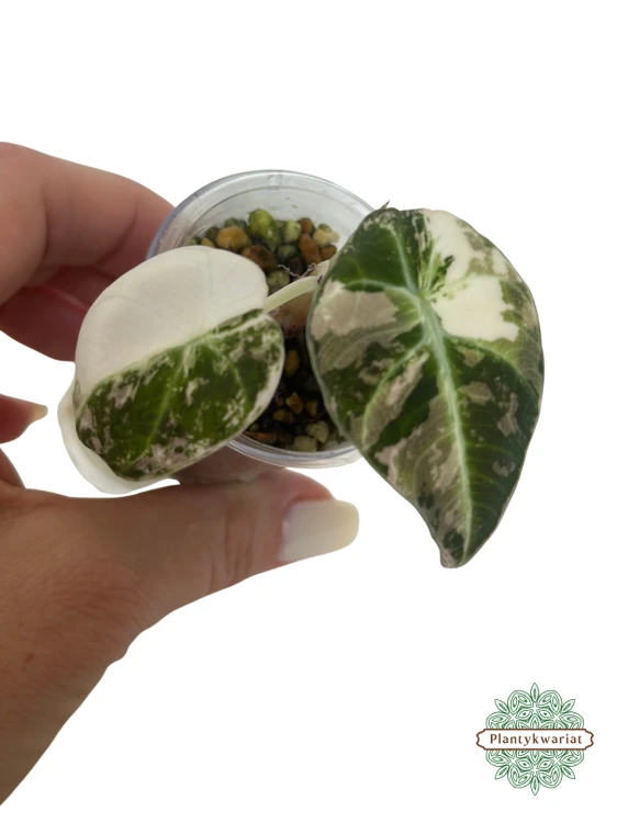Alokazja (Alocasia) Black Velvet Pink Variegata