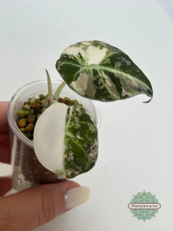 Alokazja (Alocasia) Black Velvet Pink Variegata