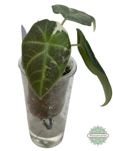 Alokazja (Alocasia) Maharani Variegata maluszek