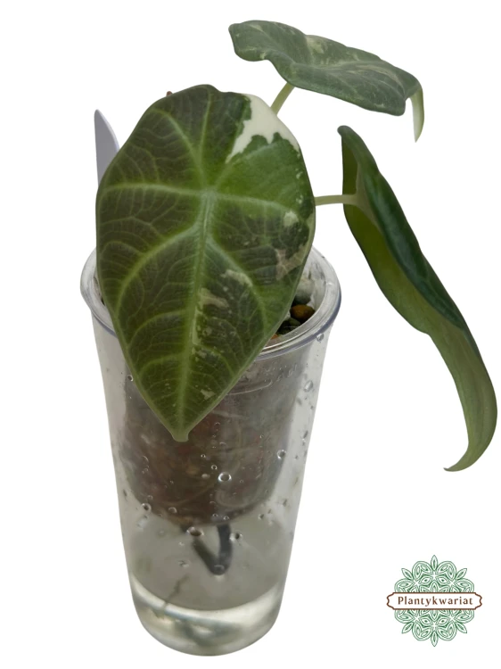 Alokazja (Alocasia) Maharani Variegata maluszek