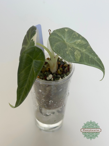 Alokazja (Alocasia) Maharani Variegata maluszek