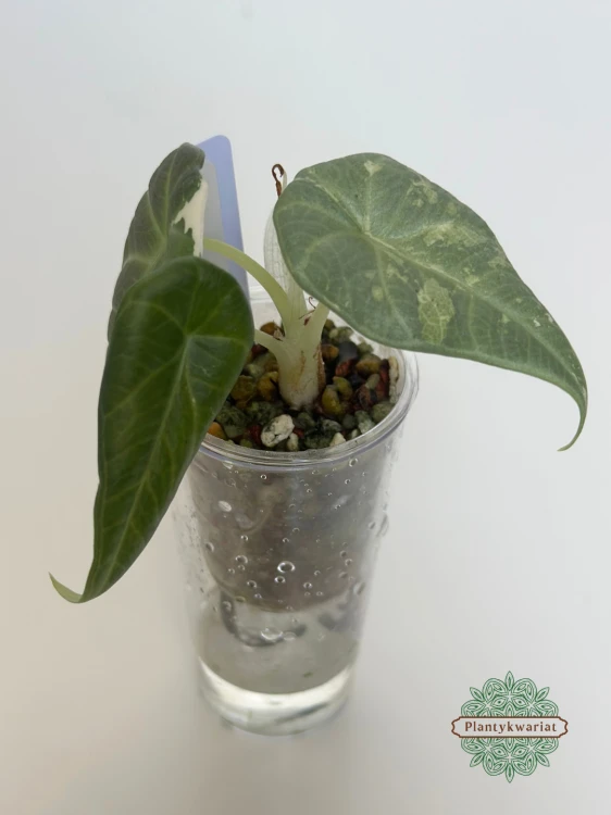 Alokazja (Alocasia) Maharani Variegata maluszek