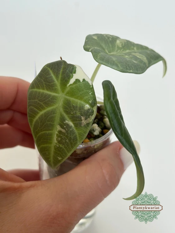 Alokazja (Alocasia) Maharani Variegata maluszek