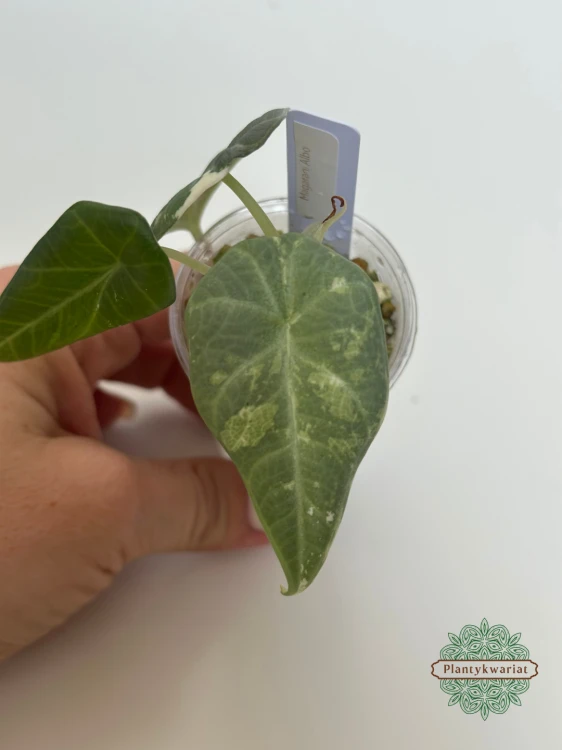 Alokazja (Alocasia) Maharani Variegata maluszek