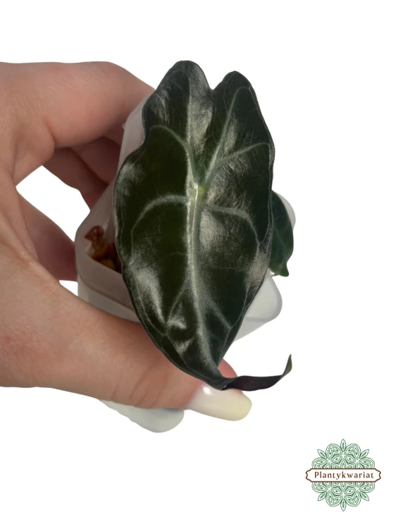 Alokazja (Alocasia) Venom