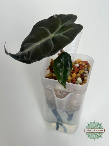 Alokazja (Alocasia) Venom