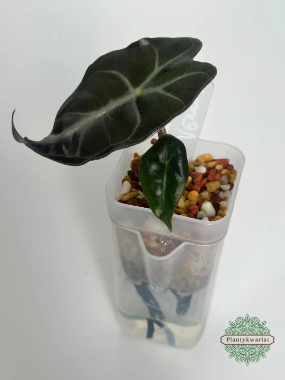 Alokazja (Alocasia) Venom