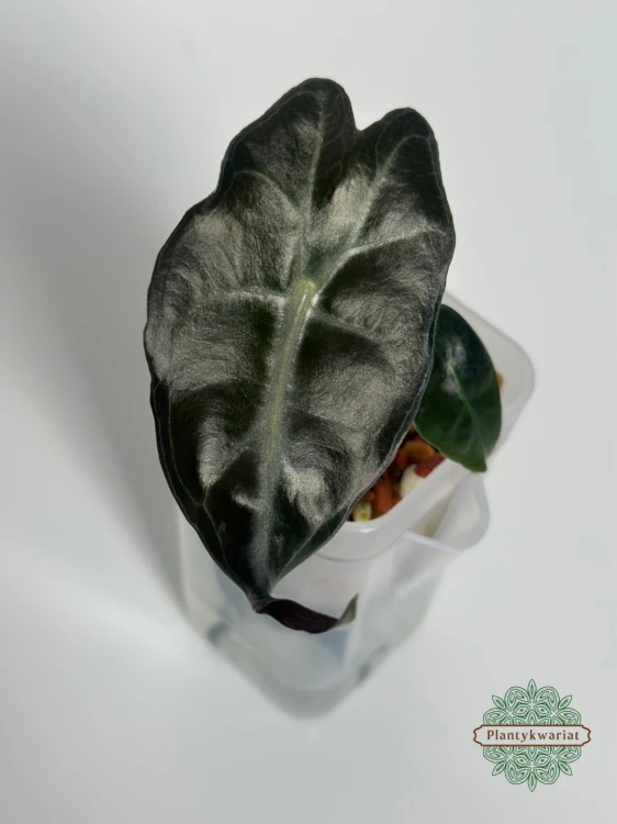 Alokazja (Alocasia) Venom