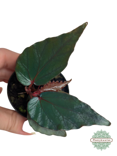 Begonia kapuashuluensis (temuyuk blue)