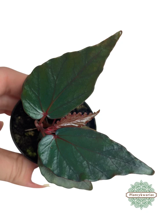 Begonia kapuashuluensis (temuyuk blue)