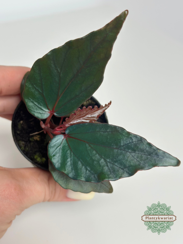 Begonia kapuashuluensis (temuyuk blue)