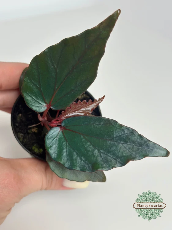 Begonia kapuashuluensis (temuyuk blue)