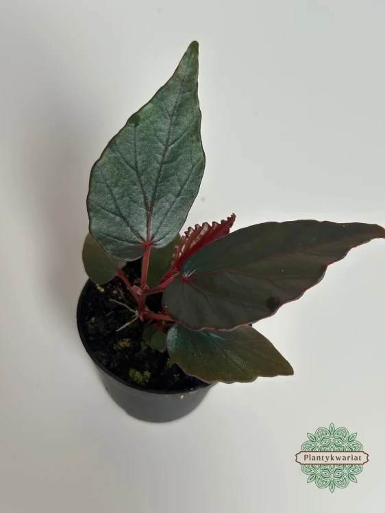 Begonia kapuashuluensis (temuyuk blue)